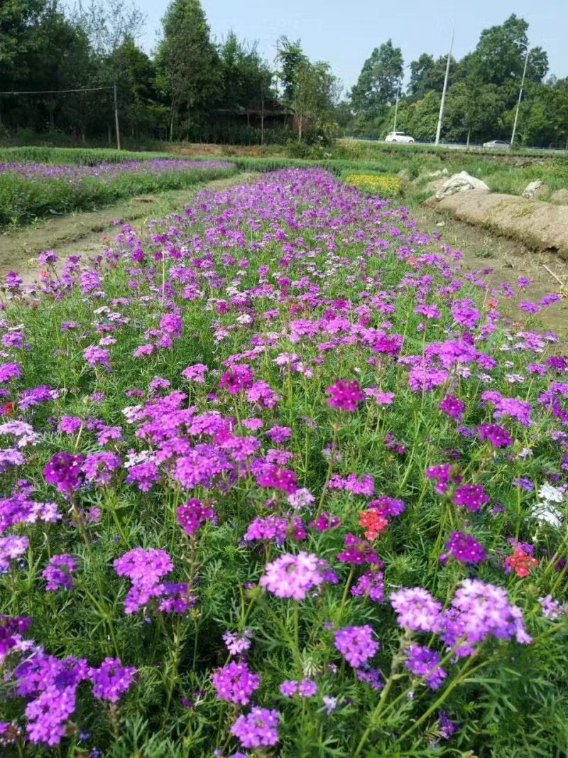 美女樱，铺地马鞭草，四川美女樱基地出售成都美女樱批发价格