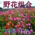 野花组合四季开花植物耐寒花种易活多年生花卉室外庭院好养的