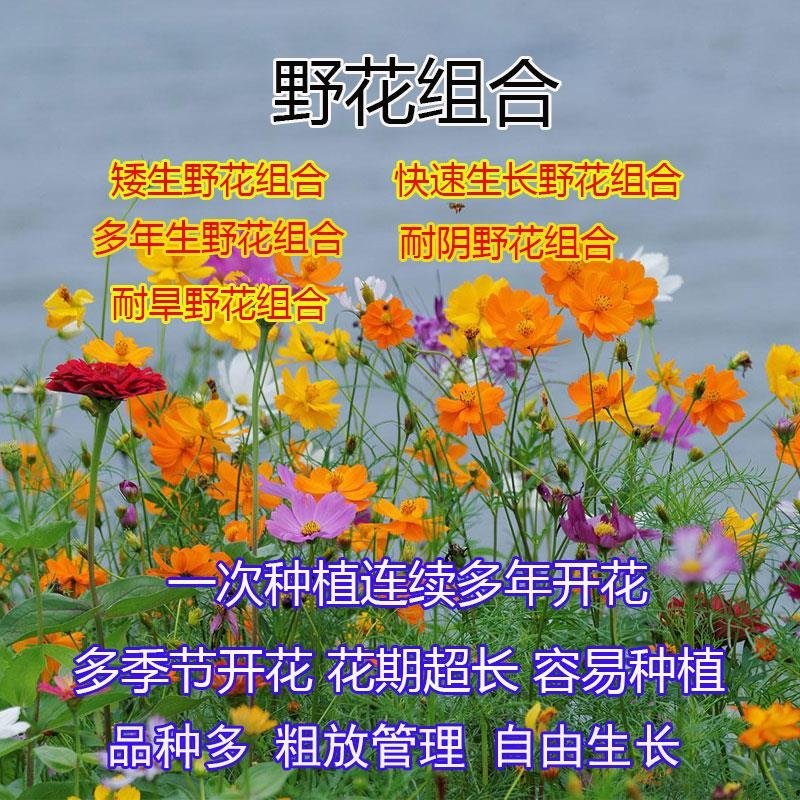 野花组合四季开花植物耐寒花种易活多年生花卉室外庭院好养的