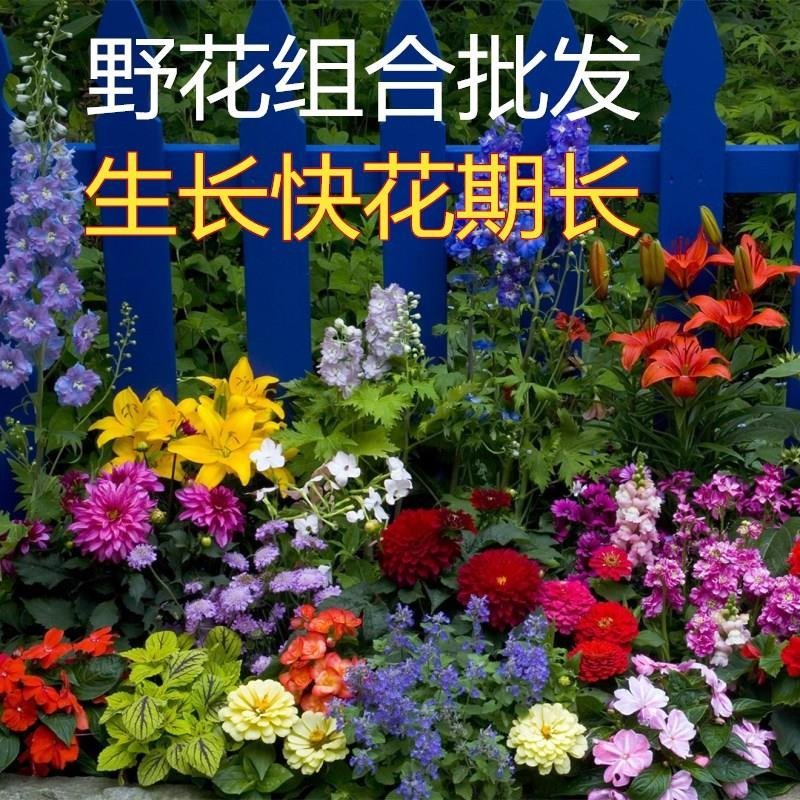 野花组合四季开花植物耐寒花种易活多年生花卉室外庭院好养的