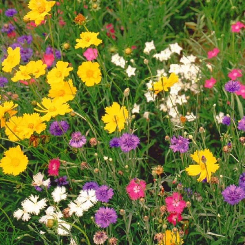 野花组合四季开花植物耐寒花种易活多年生花卉室外庭院好养的