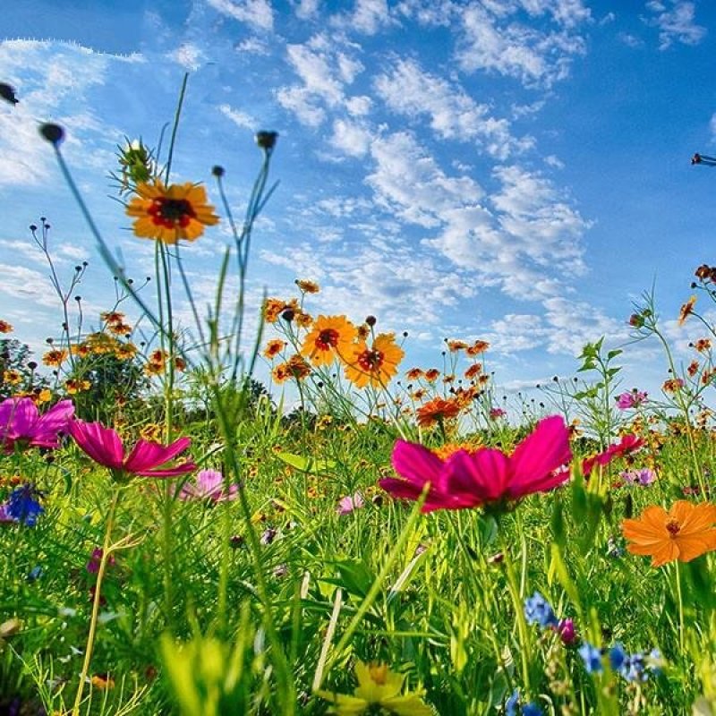 野花组合四季开花植物耐寒花种易活多年生花卉室外庭院好养的