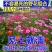 野花组合四季开花植物耐寒花种易活多年生花卉室外庭院好养的