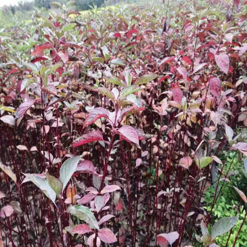 红瑞木树苗红杆麻球红柳枝条绿化苗木红柳枝户外庭院植物