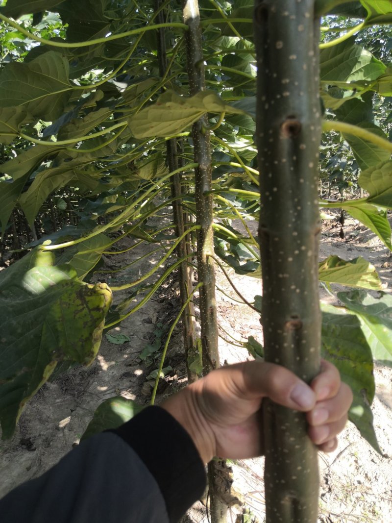 5～8公分精品楸树量大随时看树，当天发车！