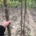 5～8公分精品楸树量大随时看树，当天发车！