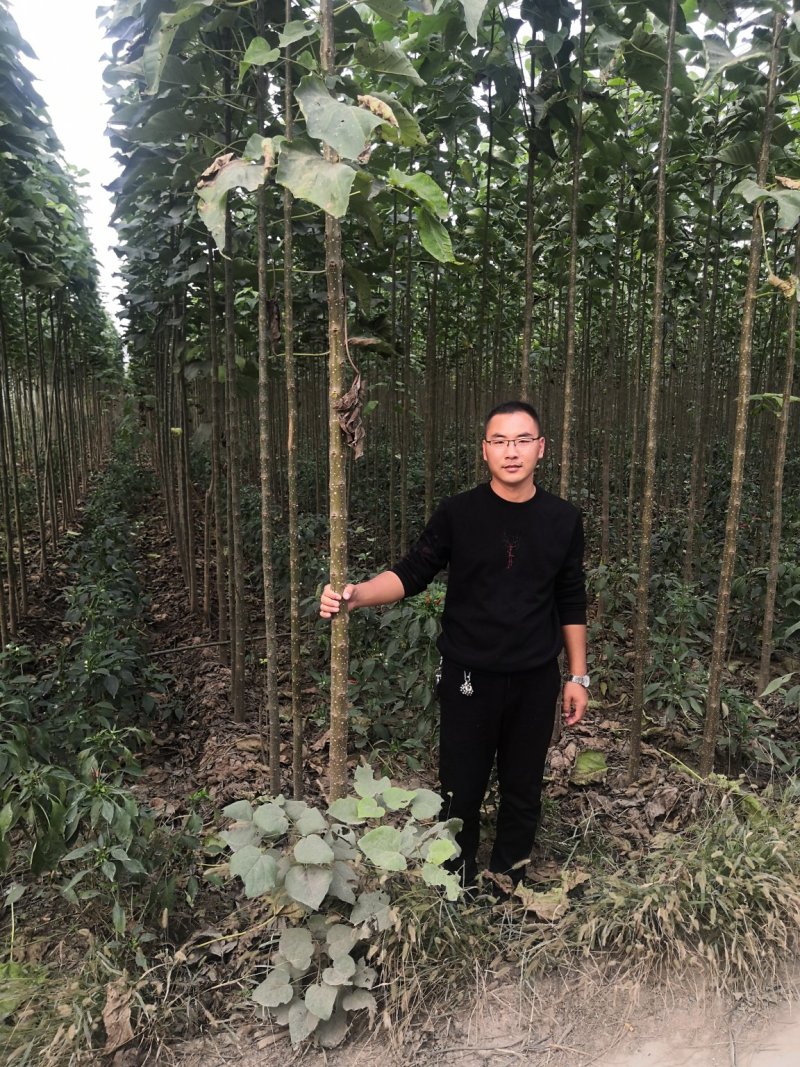 5～8公分精品楸树量大随时看树，当天发车！