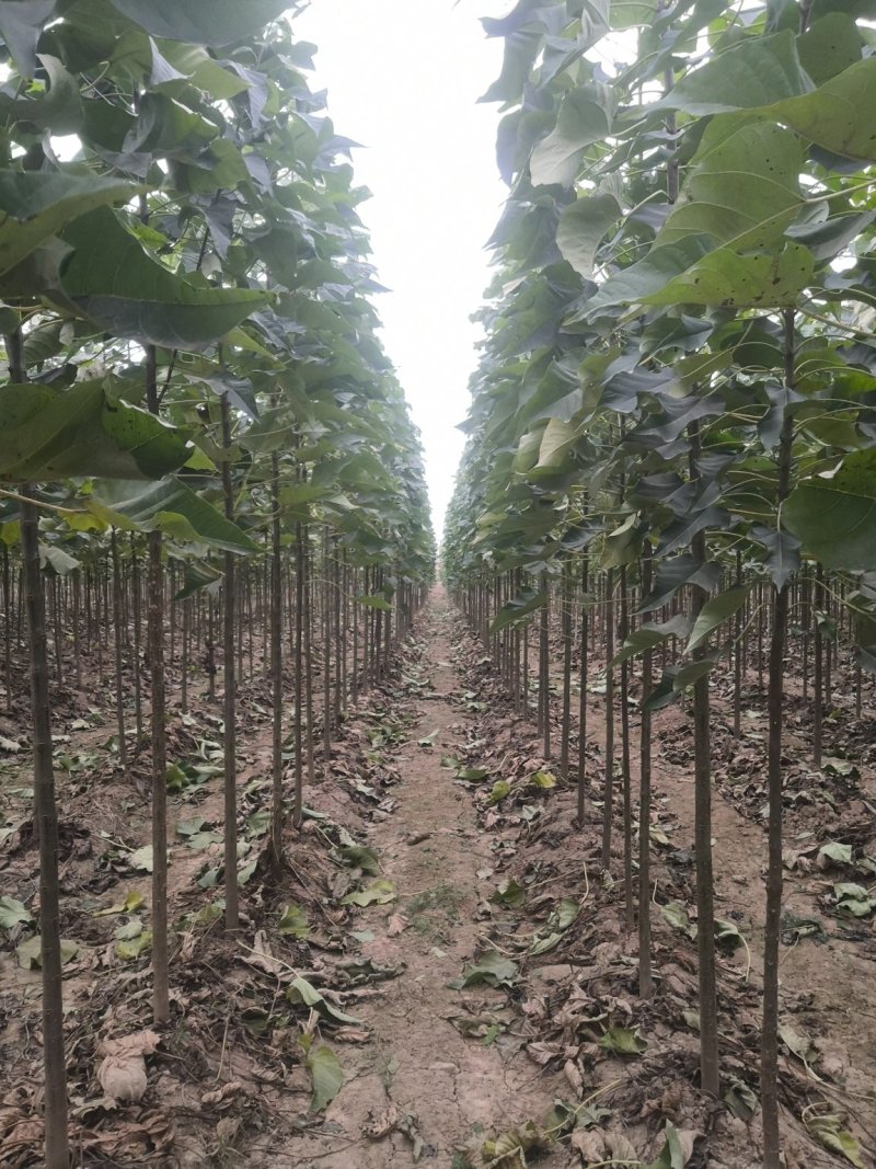 5～8公分精品楸树量大随时看树，当天发车！