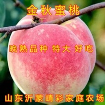 金秋蜜桃苗晚熟金秋蜜桃树苗南北方种植特大桃树苗