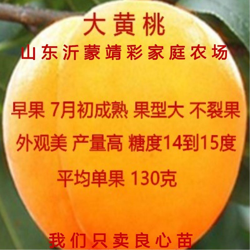 金秋蜜桃苗晚熟金秋蜜桃树苗南北方种植特大桃树苗