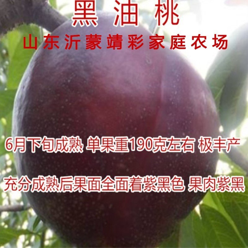 金秋蜜桃苗晚熟金秋蜜桃树苗南北方种植特大桃树苗