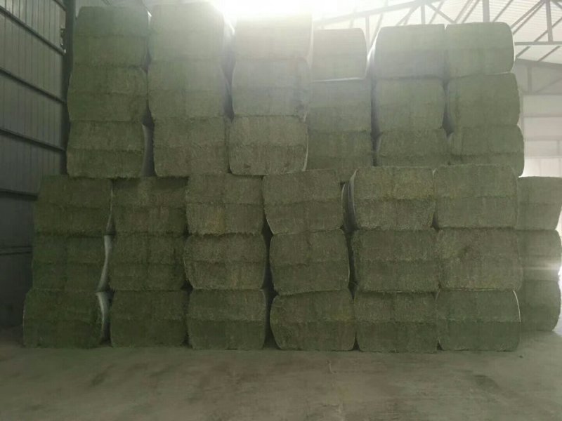 苜蓿紫花苜蓿草国产苜蓿草进口苜蓿草苜蓿草批发销售