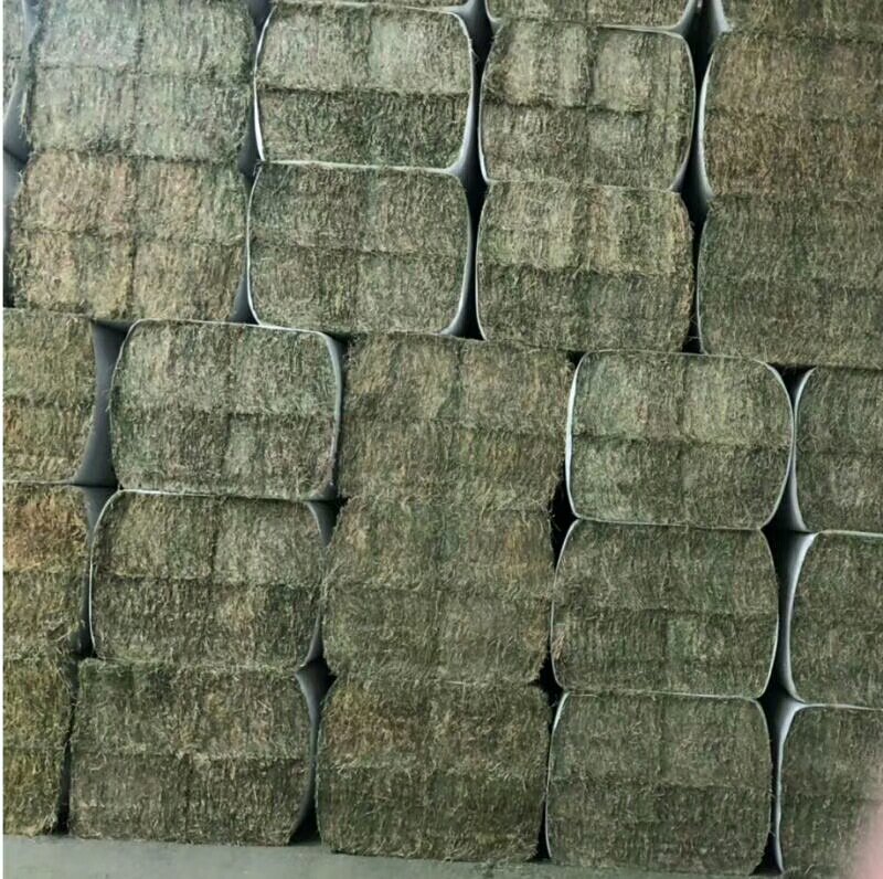 苜蓿紫花苜蓿草国产苜蓿草进口苜蓿草苜蓿草批发销售