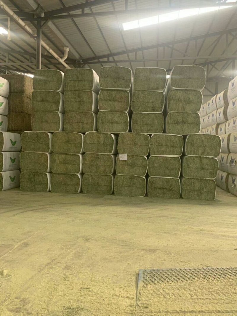 苜蓿紫花苜蓿草国产苜蓿草进口苜蓿草苜蓿草批发销售