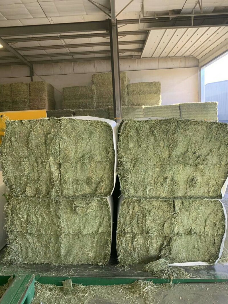 苜蓿紫花苜蓿草国产苜蓿草进口苜蓿草苜蓿草批发销售