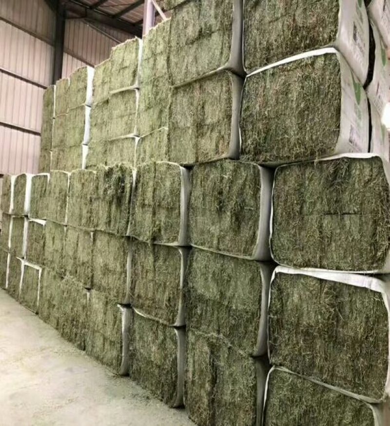 苜蓿紫花苜蓿草国产苜蓿草进口苜蓿草苜蓿草批发销售