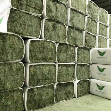 苜蓿紫花苜蓿草国产苜蓿草进口苜蓿草苜蓿草批发销售