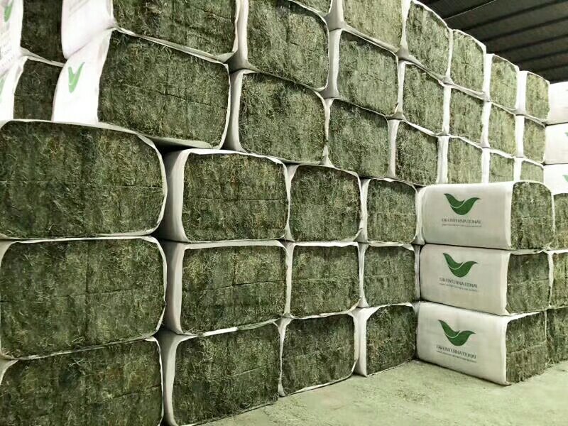 苜蓿紫花苜蓿草国产苜蓿草进口苜蓿草苜蓿草批发销售