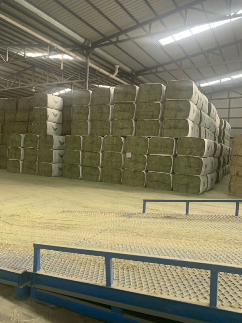 苜蓿紫花苜蓿草国产苜蓿草进口苜蓿草苜蓿草批发销售