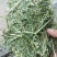 苜蓿紫花苜蓿草国产苜蓿草进口苜蓿草苜蓿草批发销售