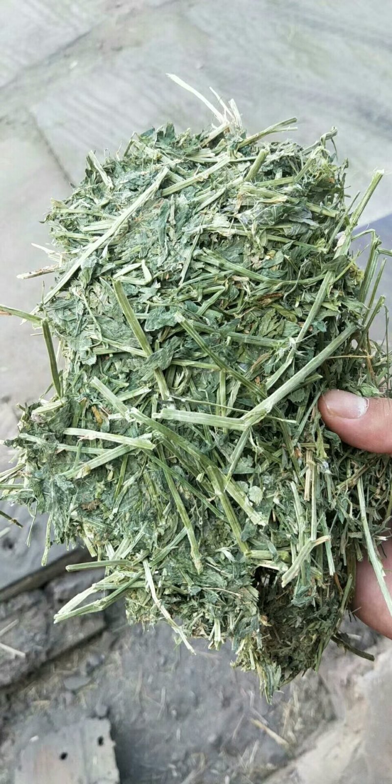 苜蓿紫花苜蓿草国产苜蓿草进口苜蓿草苜蓿草批发销售