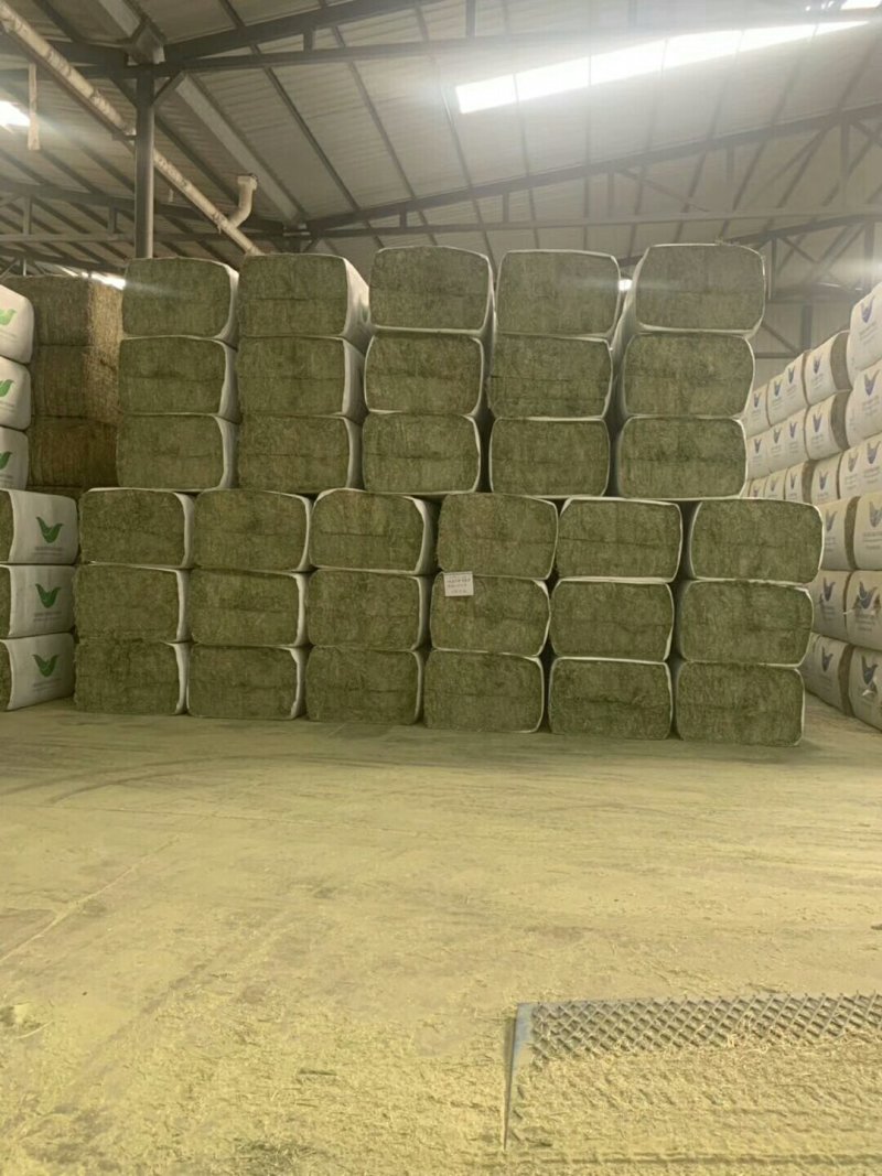 苜蓿紫花苜蓿草国产苜蓿草进口苜蓿草苜蓿草批发销售
