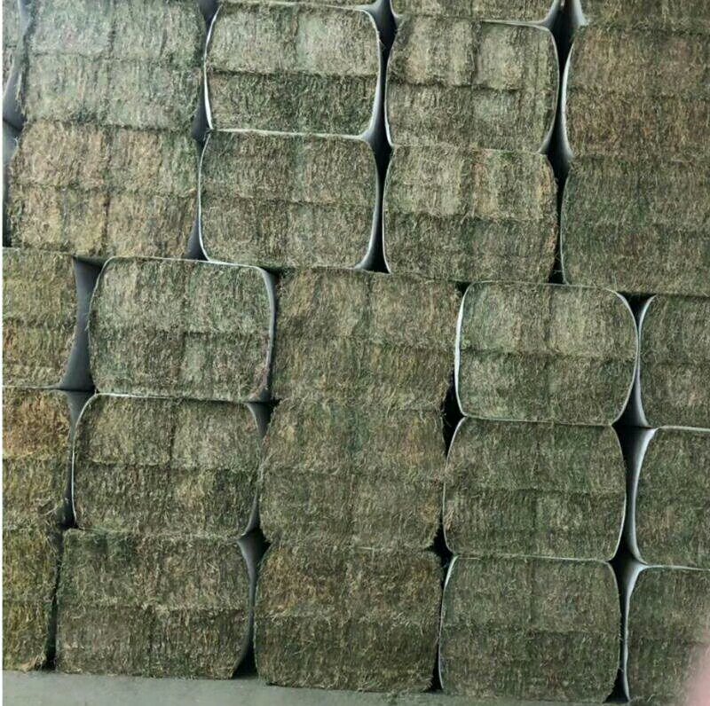 苜蓿紫花苜蓿草国产苜蓿草进口苜蓿草苜蓿草批发销售