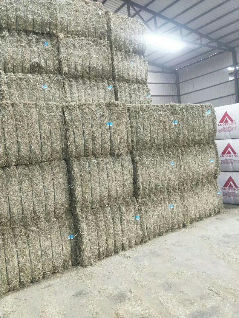 苜蓿紫花苜蓿草国产苜蓿草进口苜蓿草苜蓿草批发销售