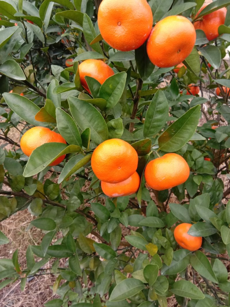 默科特(大量上市，有需要的欢迎实地看货)