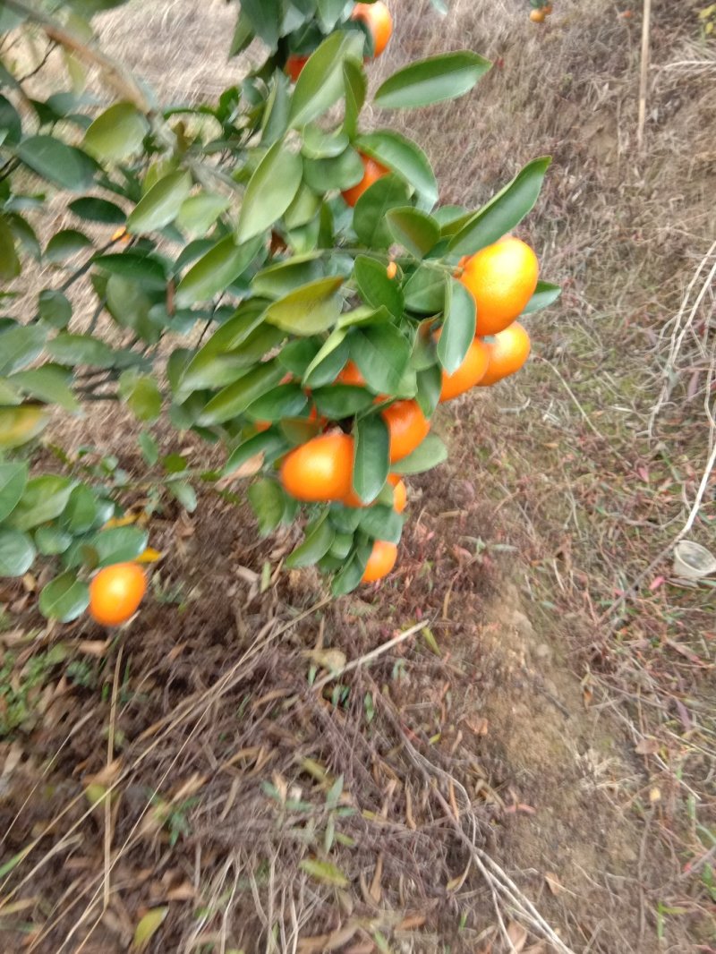 默科特(大量上市，有需要的欢迎实地看货)