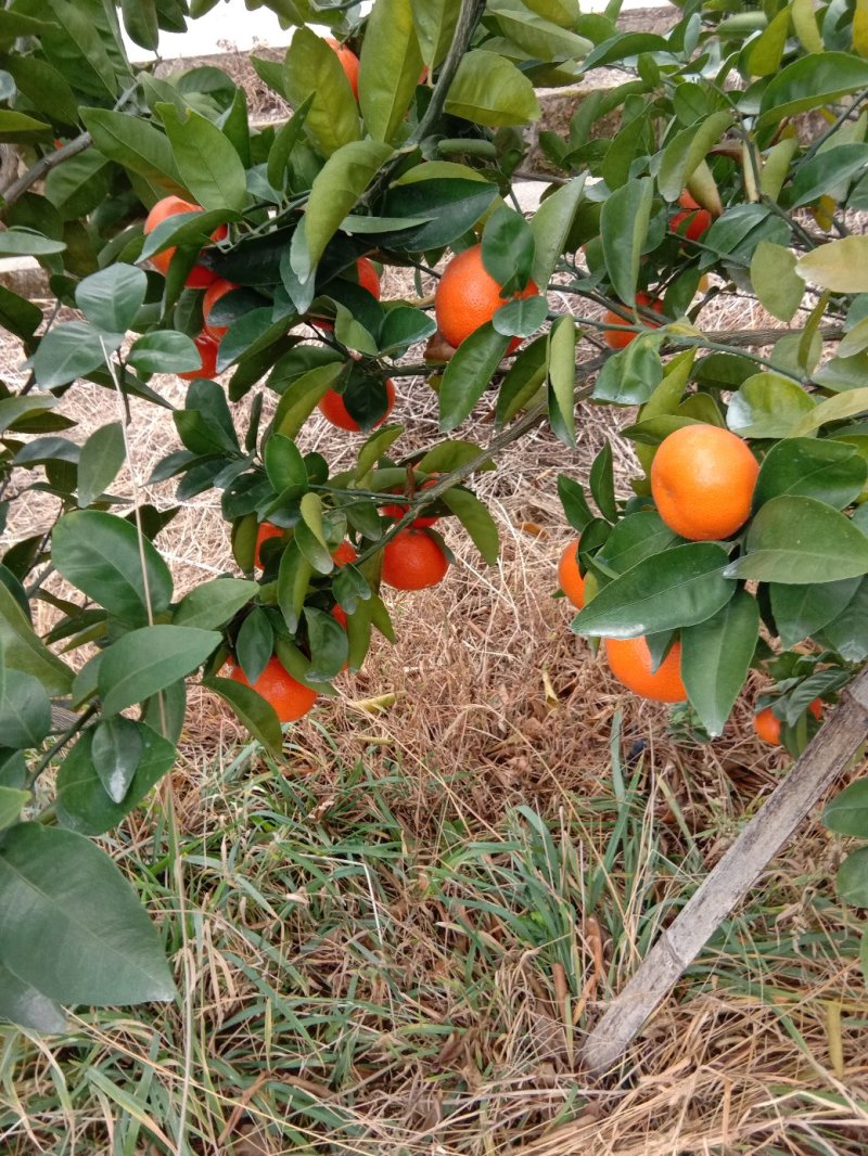 默科特(大量上市，有需要的欢迎实地看货)