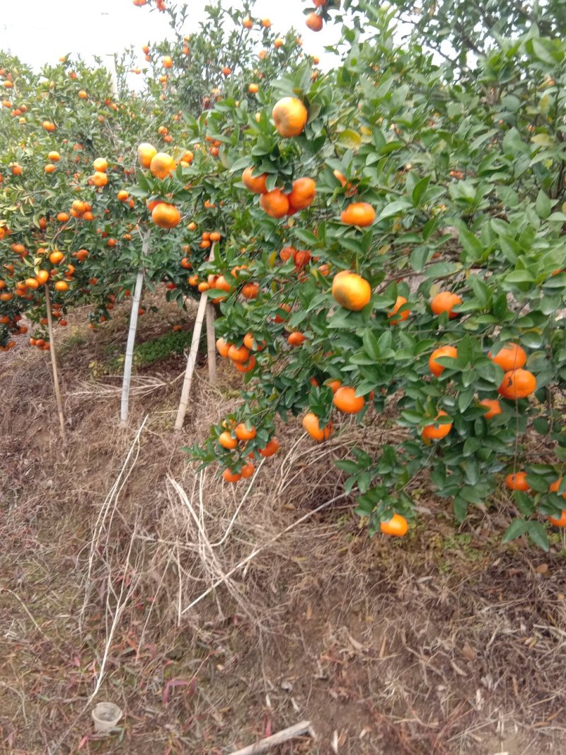 默科特(大量上市，有需要的欢迎实地看货)