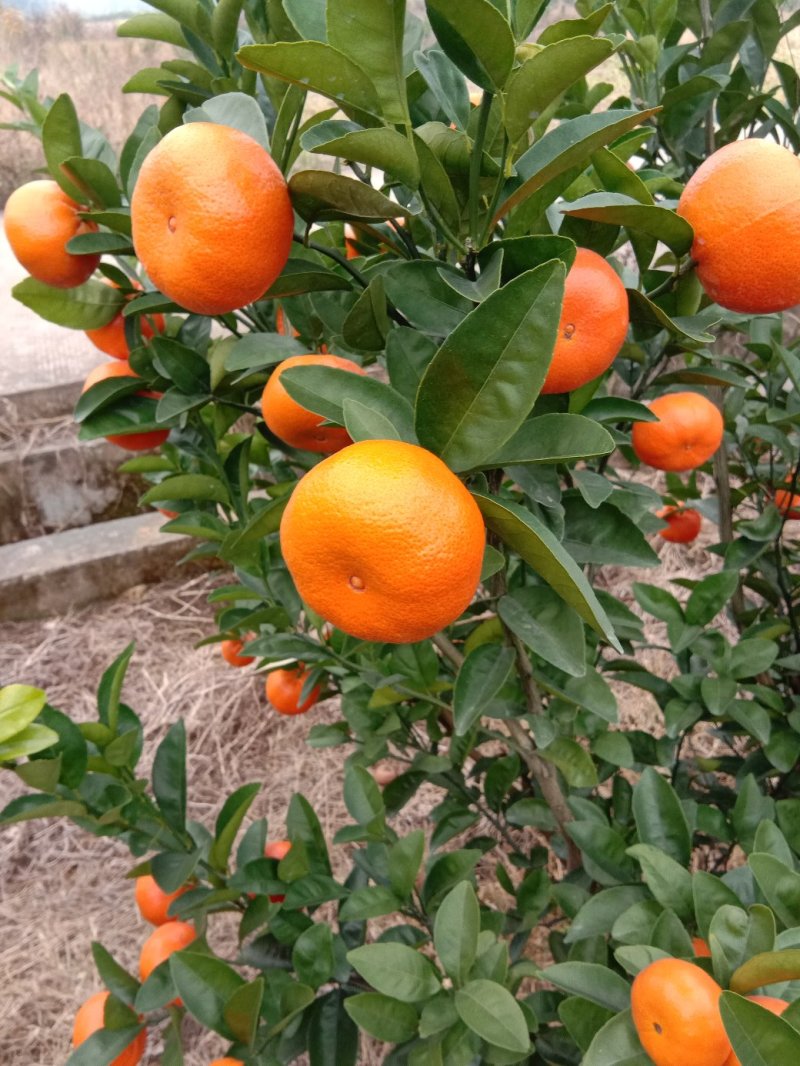 默科特(大量上市，有需要的欢迎实地看货)