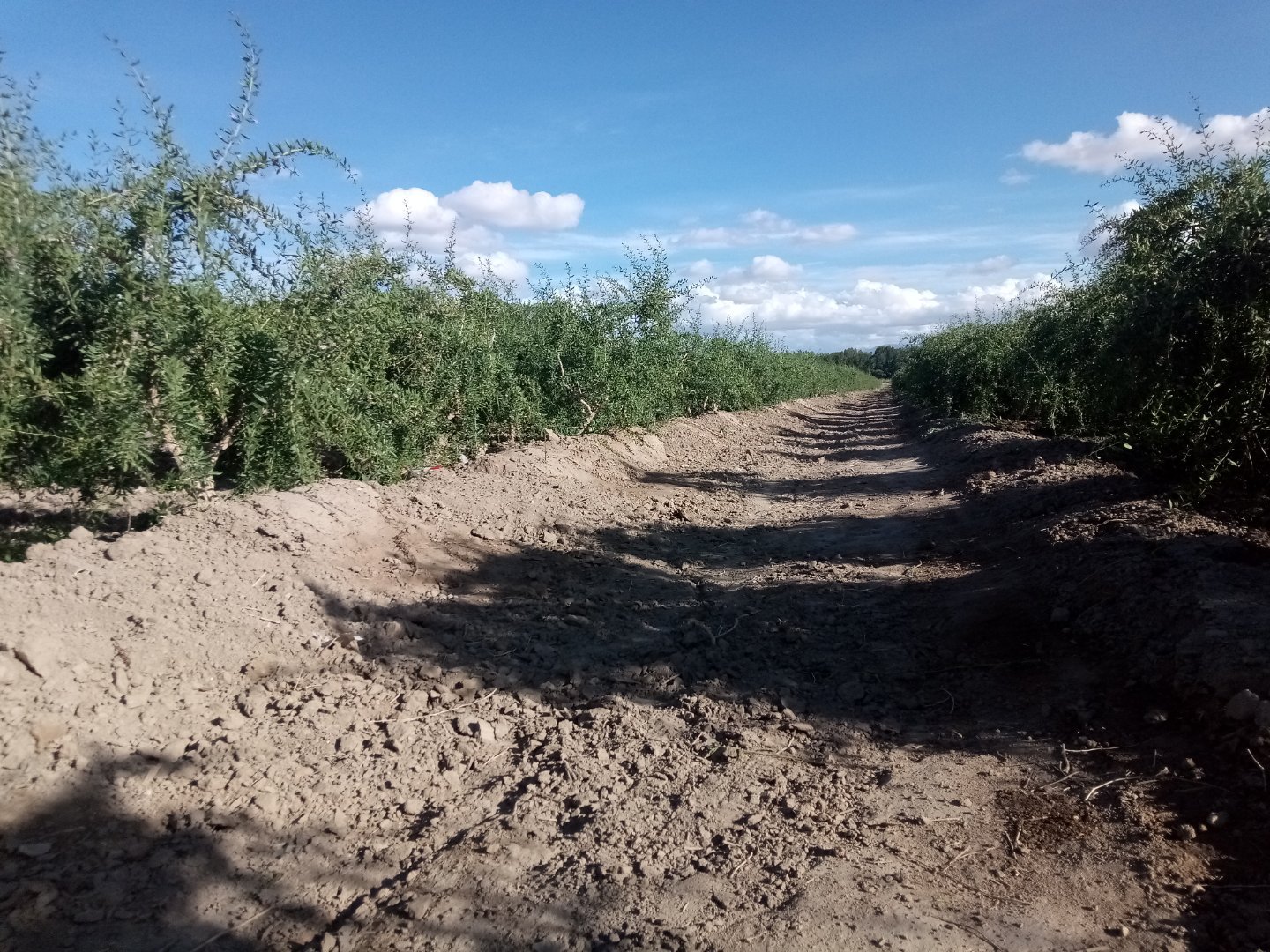 红枸杞树盛果期特写