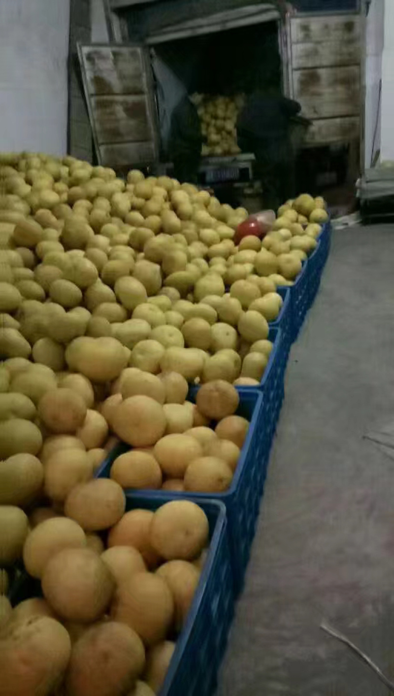 四大名柚梁平柚批发零售量大价格好说欢迎来购