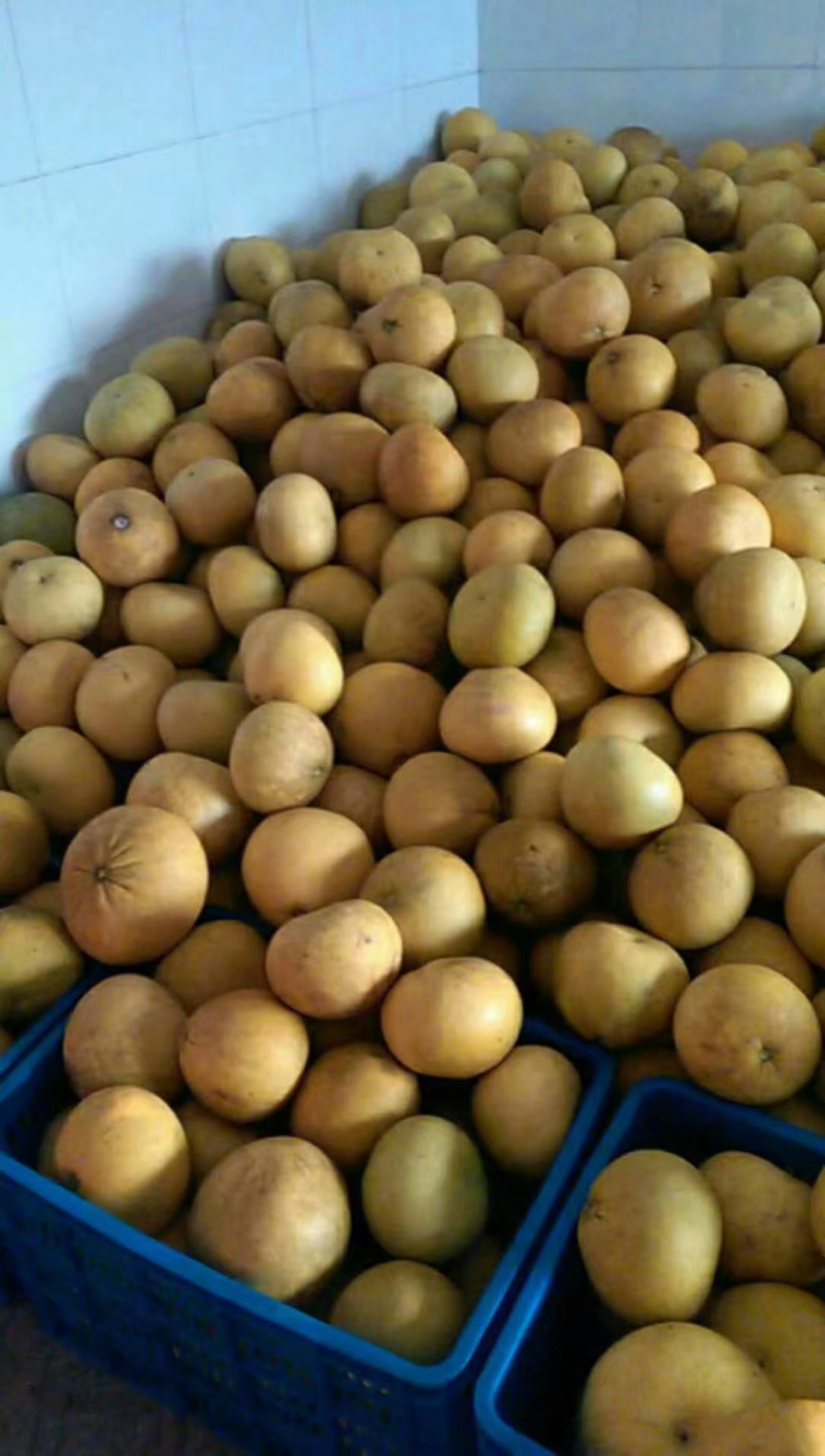 四大名柚梁平柚批发零售量大价格好说欢迎来购