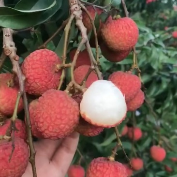 无核A4荔枝苗嫁接正品，可以带土球出售