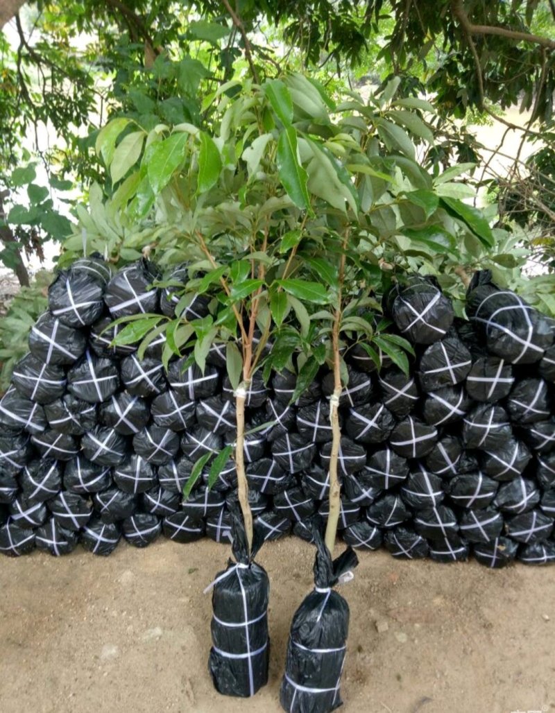 无核A4荔枝苗嫁接正品，可以带土球出售
