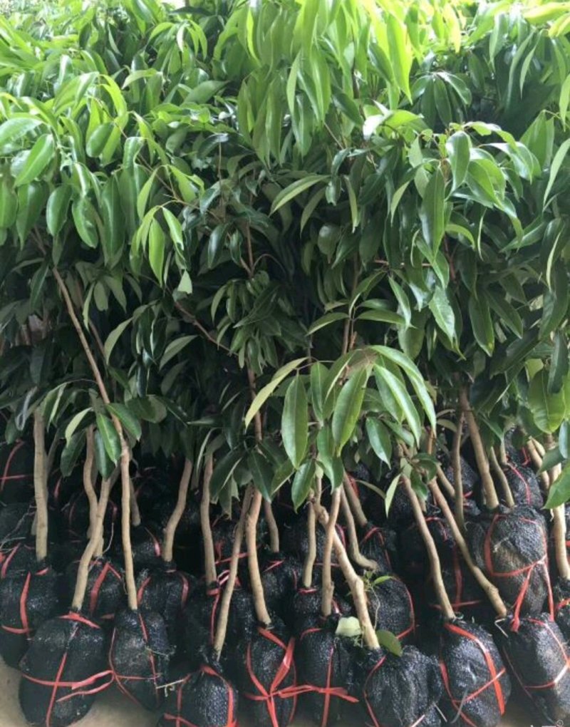 无核A4荔枝苗嫁接正品，可以带土球出售