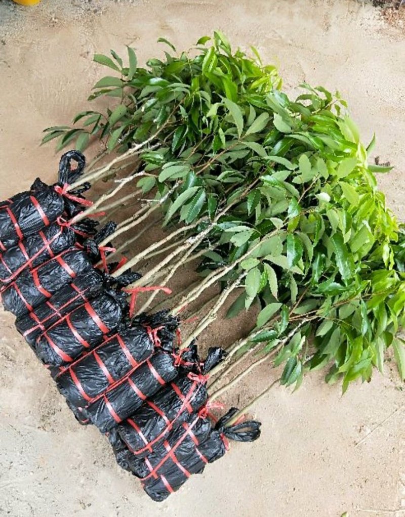 无核A4荔枝苗嫁接正品，可以带土球出售