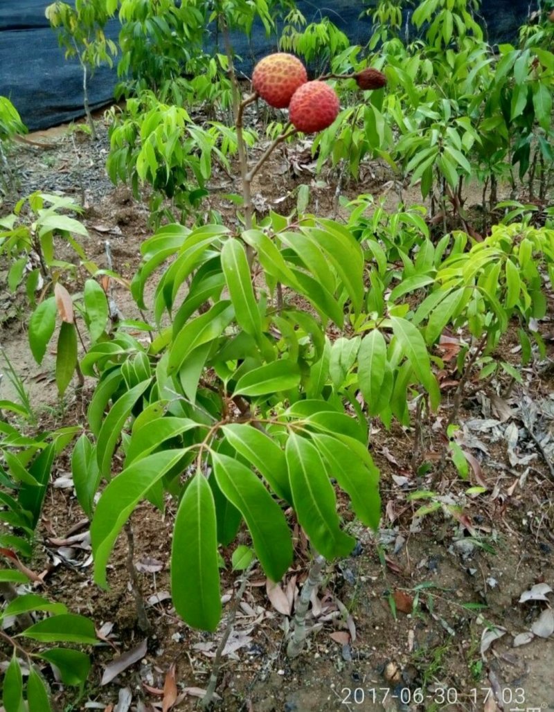 无核A4荔枝苗嫁接正品，可以带土球出售