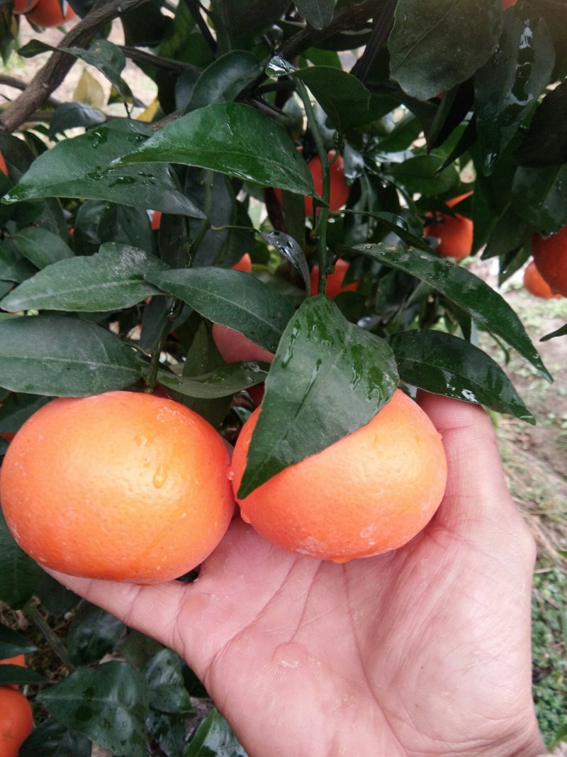 全州沃柑种植基地，货源充足！红度好，果面干净口感好！