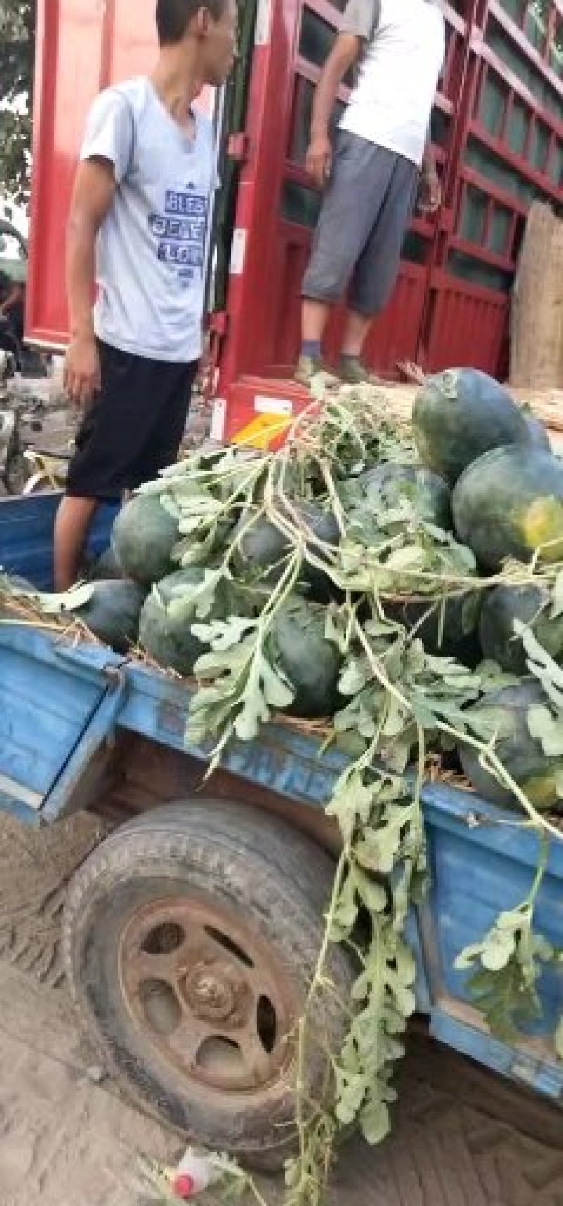 金乡大西瓜一吨起批质量好价格优！