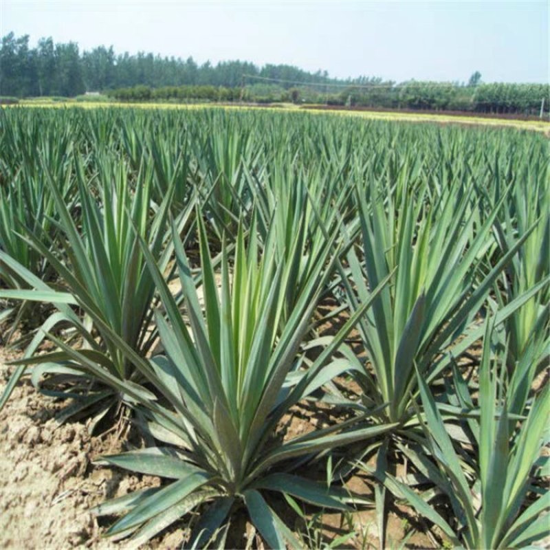 绿化苗剑麻苗凤尾丝兰剑麻凤尾兰护院植物剑麻花苗篱笆苗四季