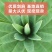 绿化苗剑麻苗凤尾丝兰剑麻凤尾兰护院植物剑麻花苗篱笆苗四季