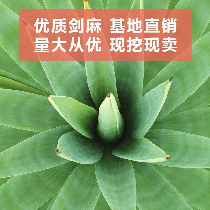 绿化苗剑麻苗凤尾丝兰剑麻凤尾兰护院植物剑麻花苗篱笆苗四季