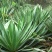 凤尾丝兰剑麻兰护院植物剑麻花苗篱笆苗四季