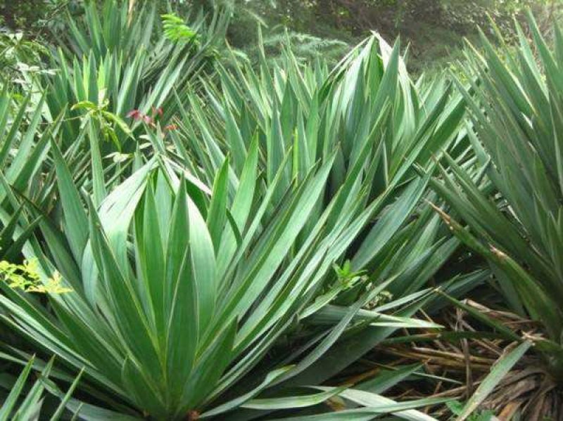 凤尾丝兰剑麻兰护院植物剑麻花苗篱笆苗四季
