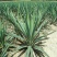凤尾丝兰剑麻兰护院植物剑麻花苗篱笆苗四季