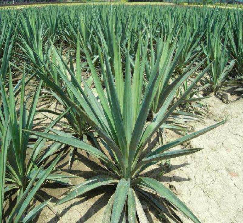 凤尾丝兰剑麻兰护院植物剑麻花苗篱笆苗四季